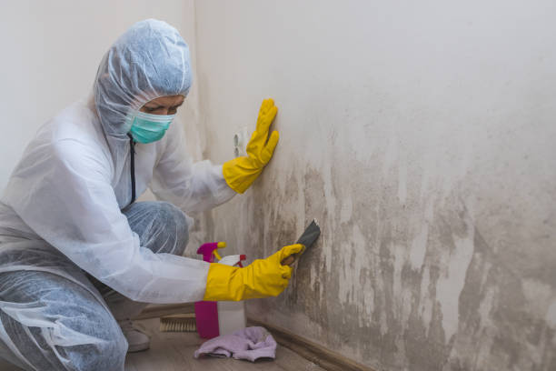 Best Local Mold Removal Service  in Banner Hill, TN
