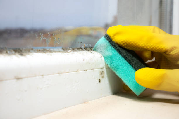 Best Office Mold Removal Services  in Banner Hill, TN