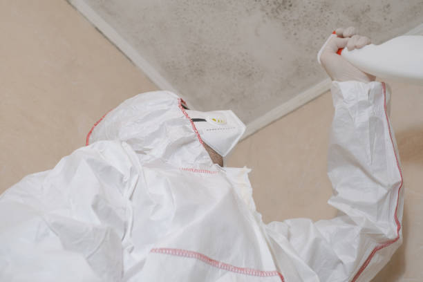 Best Same-Day Mold Removal  in Banner Hill, TN