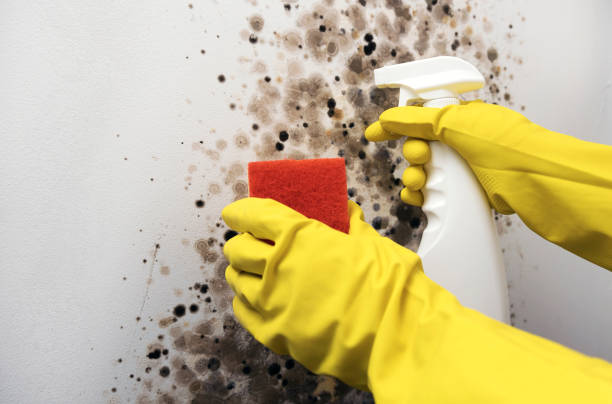 Best Attic Mold Removal  in Banner Hill, TN