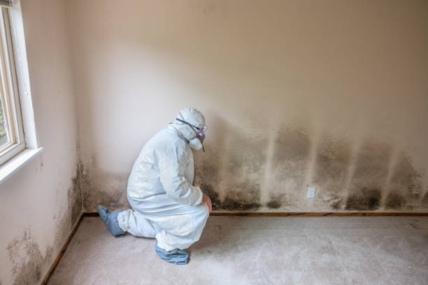 Best Residential Mold Removal  in Banner Hill, TN