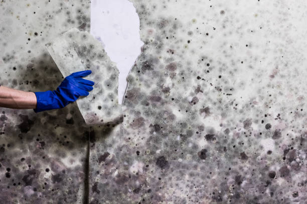Best Mold Cleaning Services  in Banner Hill, TN