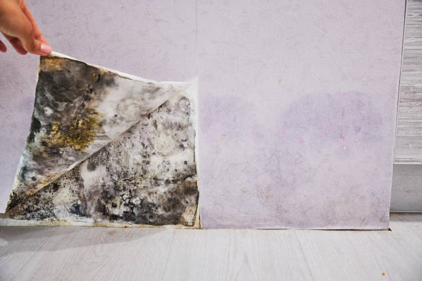 Mold Testing and Removal in Banner Hill, TN